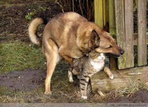 动物模仿成人深蹲视频,萌宠模仿成人健身动作