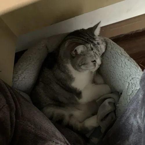 猫成人形视频,揭秘猫成人形视频的神秘魅力