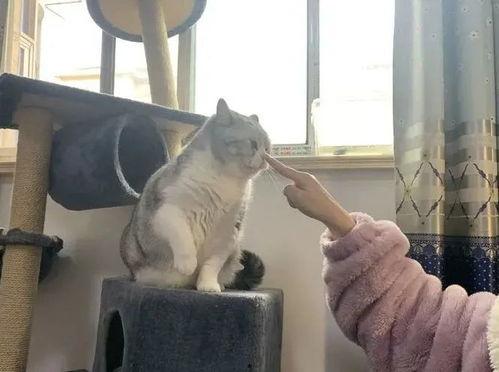 猫成人形视频,揭秘猫成人形视频的神秘魅力