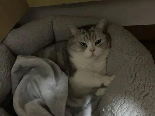 猫成人形视频,揭秘猫成人形视频的神秘魅力