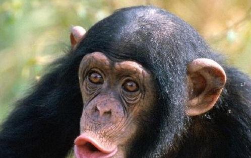 猩猩变成人类过程视频,视频揭秘